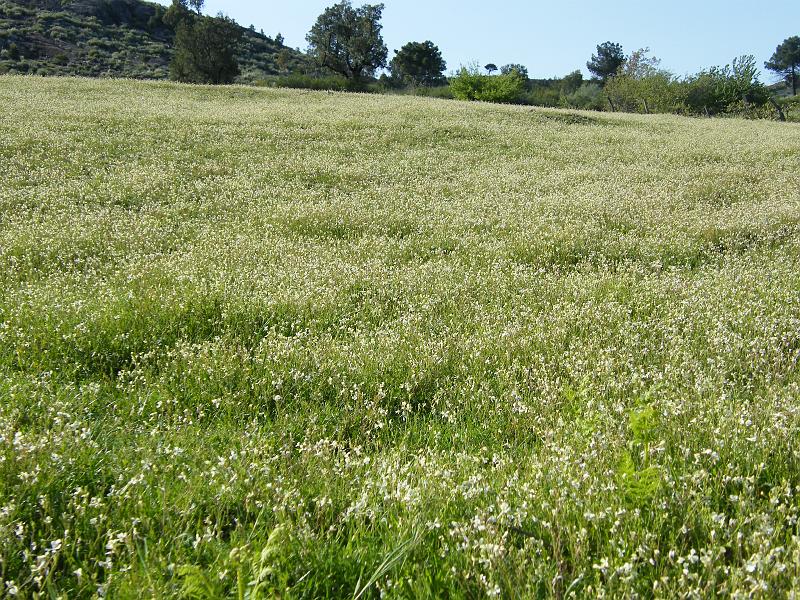 Campo de Labrestos.JPG